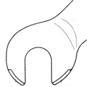 Forcellino